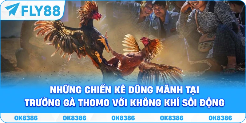 Sảnh đá gà FLY88 với lịch trận và giao diện theo dõi trực tuyến